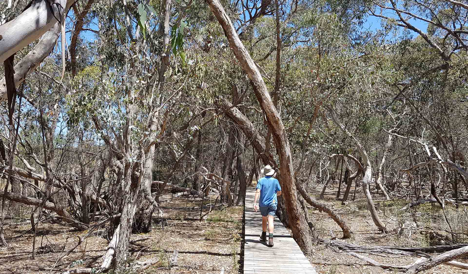 A boardwalk in the Warby-Ovens National Park