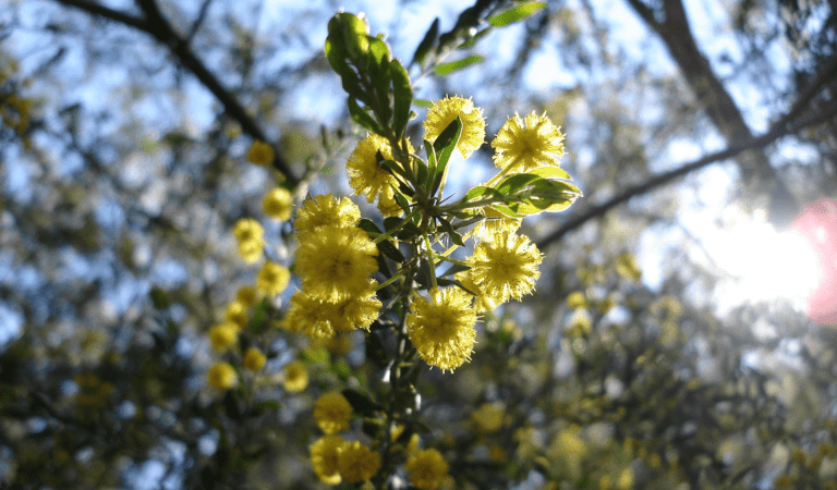 Wattle in Warrandyte State Park