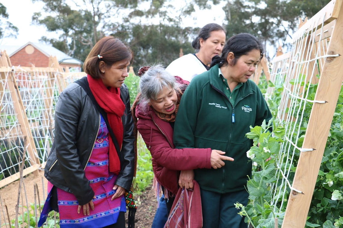 Karen community volunteers in the kitchen garden at Werribee Park