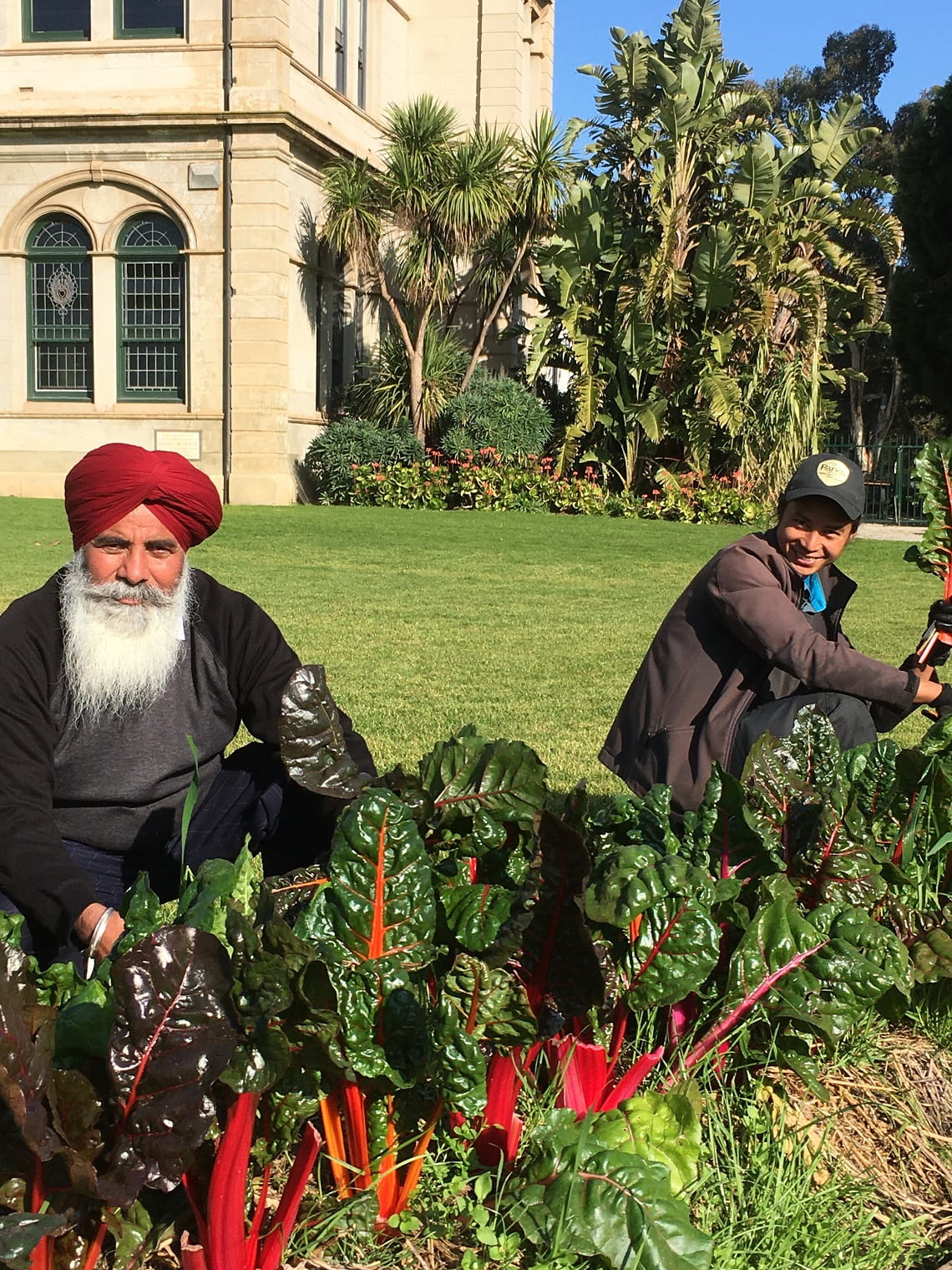 Seikh volunteers harvest silverbeet planted in Werribee Park's Parterre