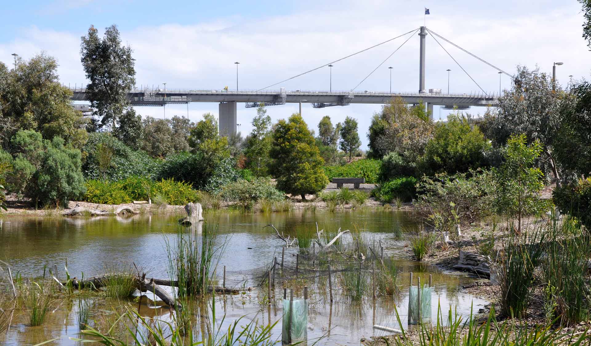 The wetlands at Westgate Park in front of the Westgate Bridge
