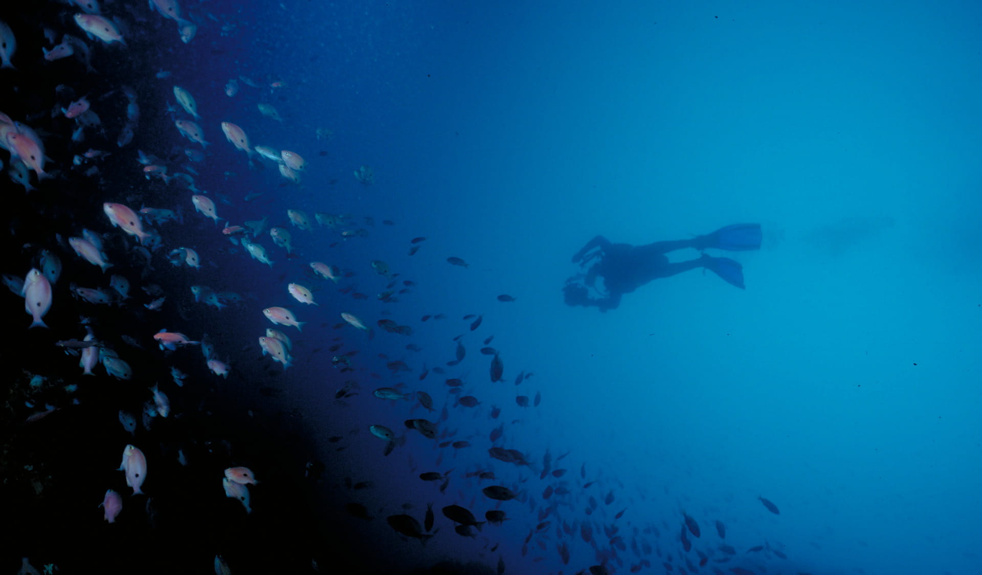 A diver takes a photo a school of fish in the Wilsons Promontory Marine National Park.