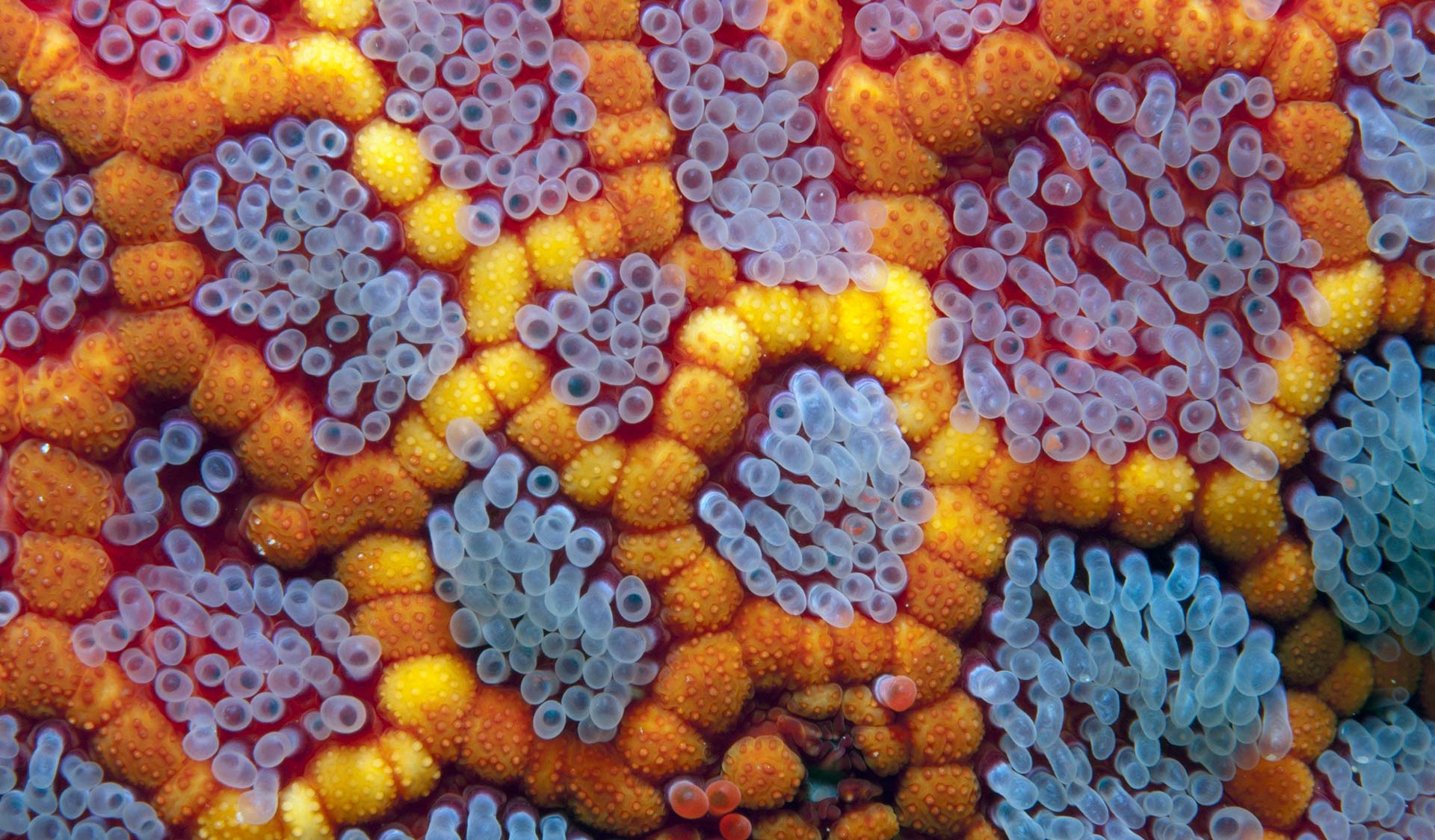 A magnified photo of coral in the Wilsons Promontory Marine National Park.