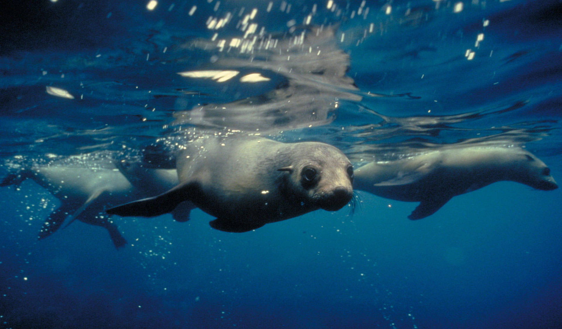 A pod of inquisitive seals swimming just below the waters surface in the Wilsons Promontory Marine National Park.
