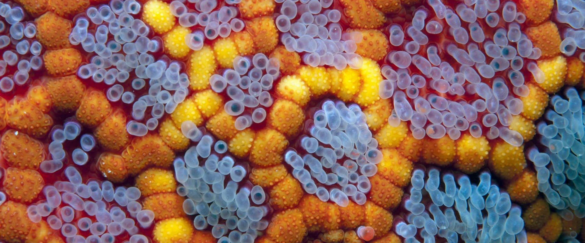 A macro photo of a bright collection of sea anemone.