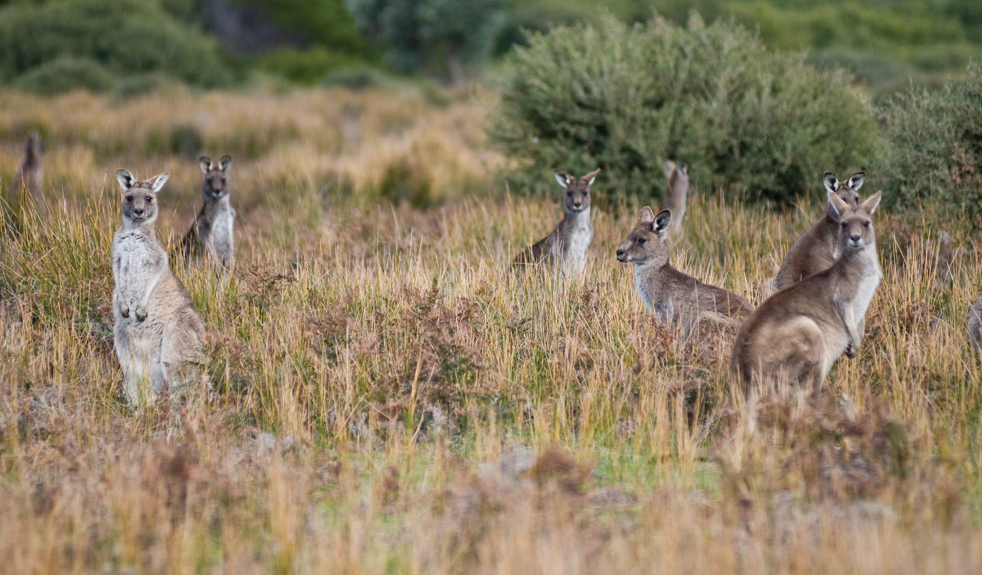 A mob a kangaross look up from eating grass on Wilsons Promontory National Park.
