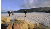 Three hikers walk along the beach at Wilson Promontory National Park.  