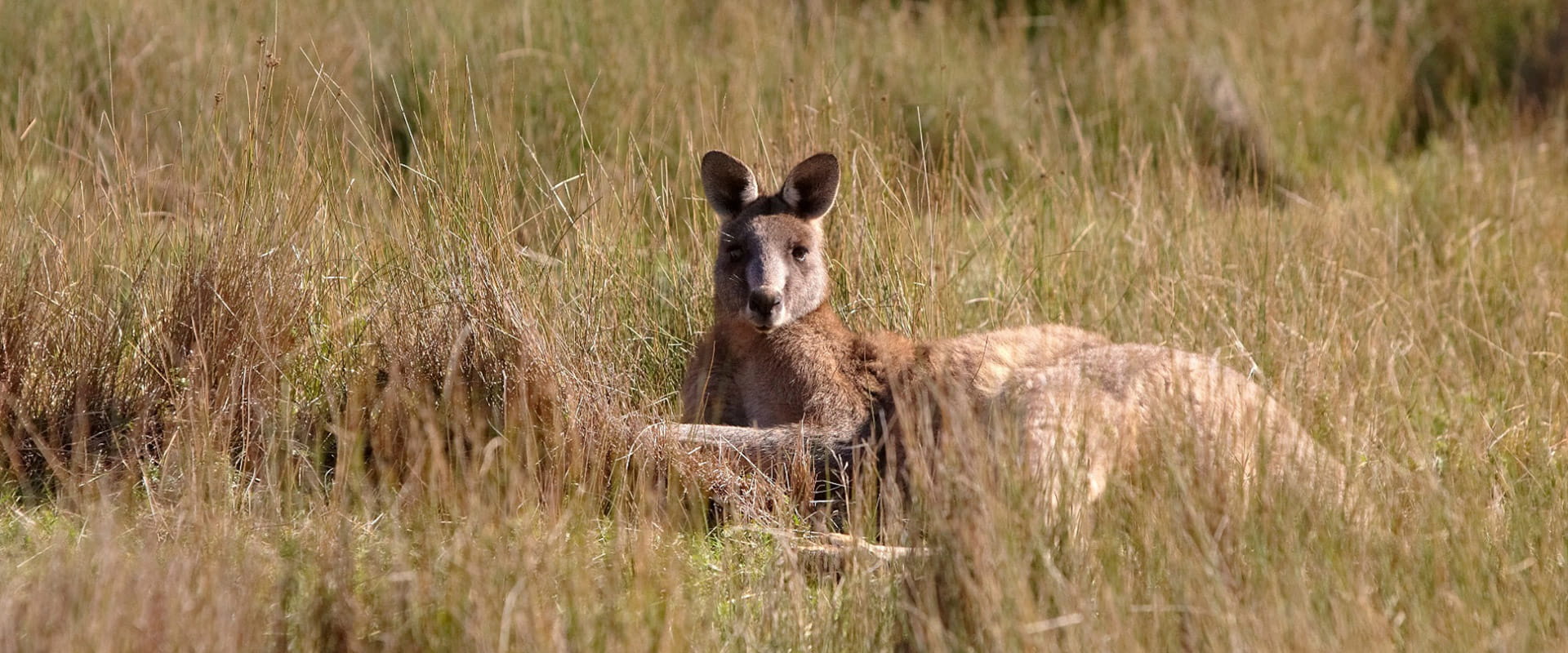A kangaroo lies down in dry grass