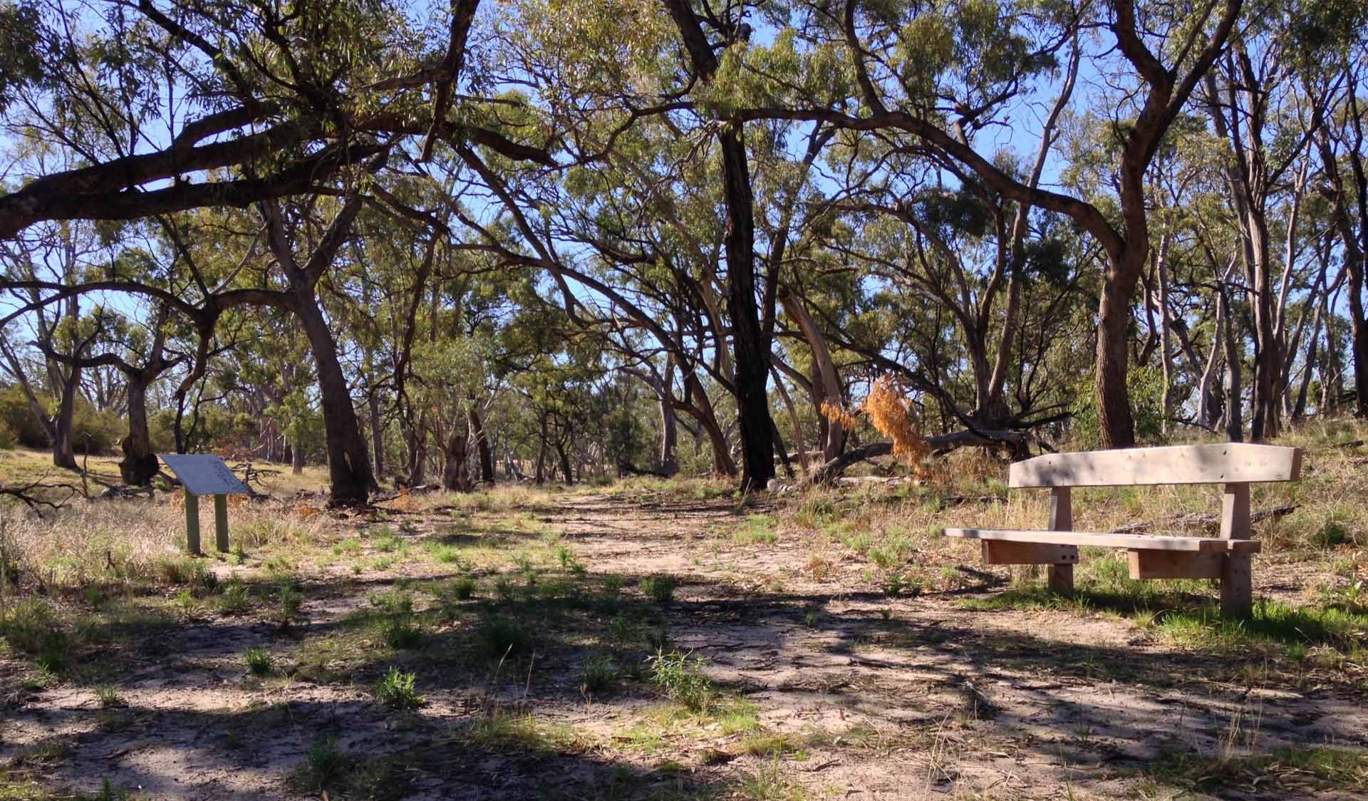 A dirt path weaves among trees and past a park bench at the Tyakil Nature Walk in Wyperfeld National Park.