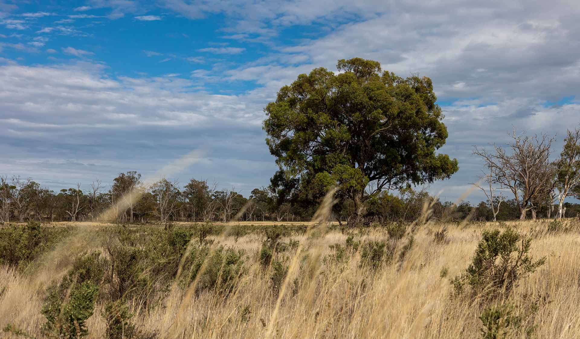 A grassy plain in front of a big gum tree at Wonga Campground in Wyperfeld National Park