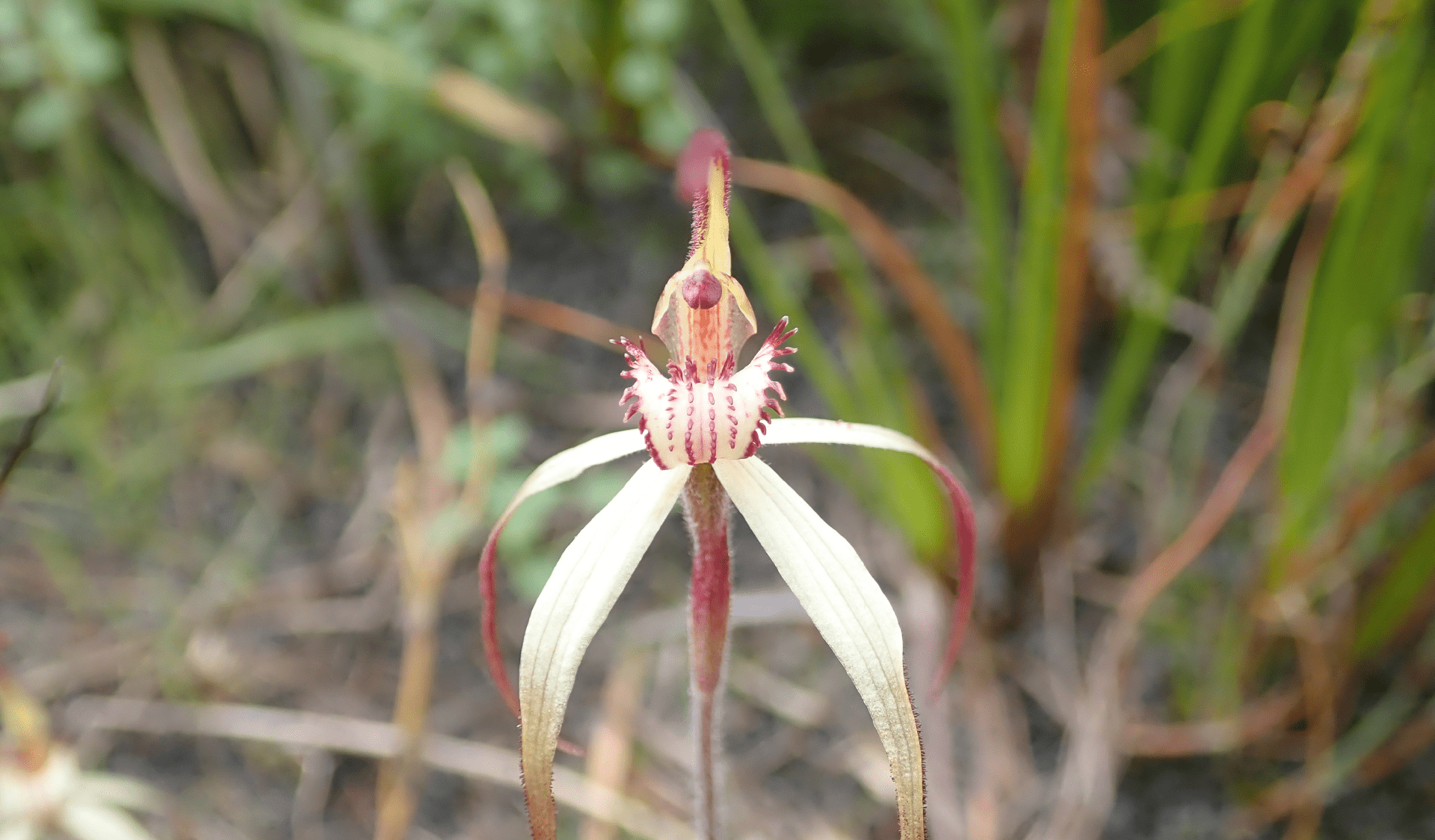 A picture of an Orchid taken in the Wonthaggi section of Yallock Bulluk Marine and Coastal Park