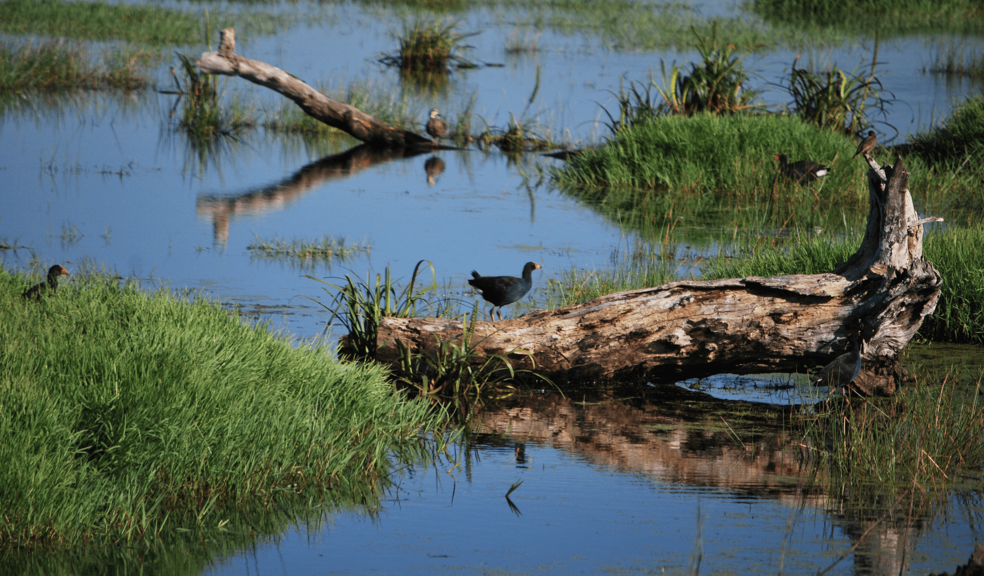 Birds at Rifle Range Wetlands, Yallock Bulluk Marine and Coastal Park