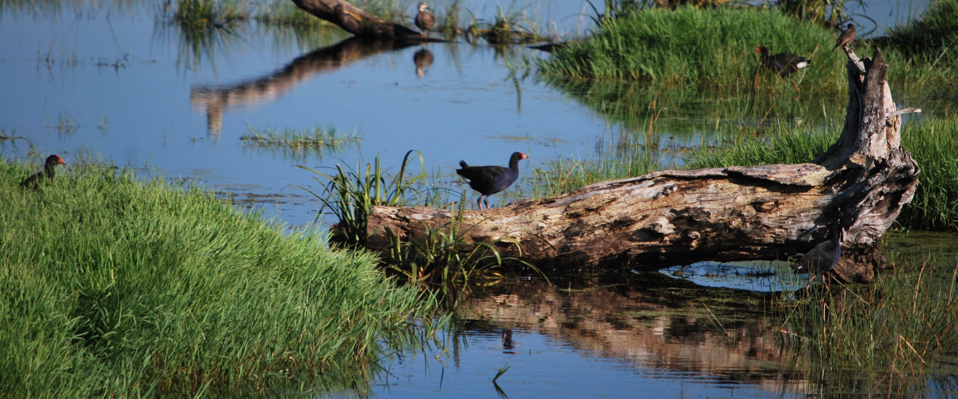 Native birdlife surrounds a large log that lies in a wetland area