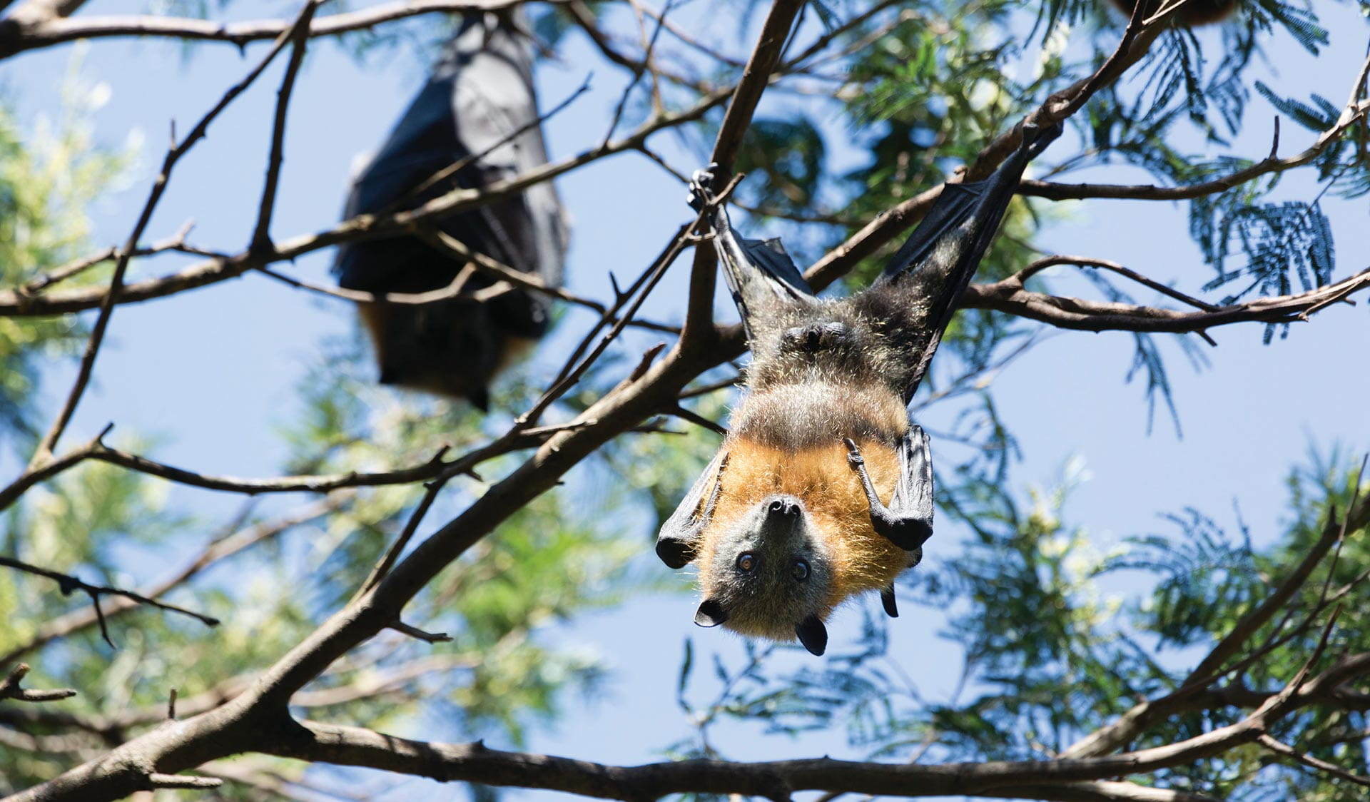 Up close and personal with a Grey Headed Flying Fox in Yarra Bend Park.
