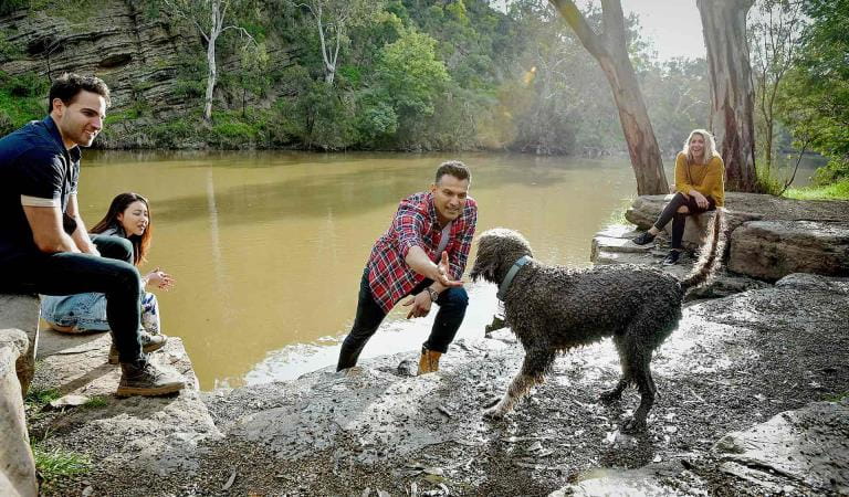 Four friends relax by the edge of the Yarra River as their curly brown dog gets ready to jump in the water.