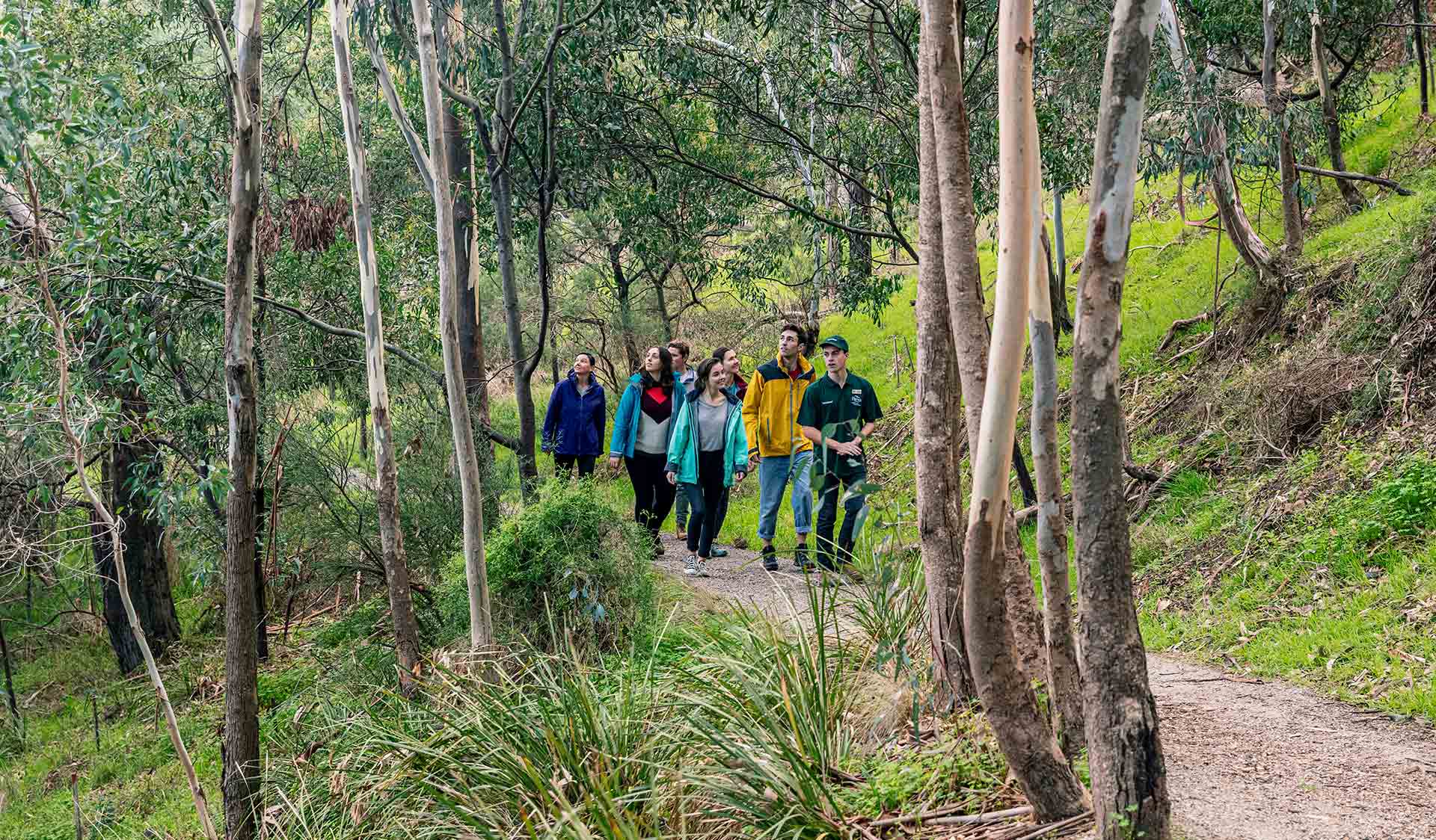 A ground take a volunteer led tour through the Flying Fox environments on the banks of the Yarra River in Yarra Bend Park