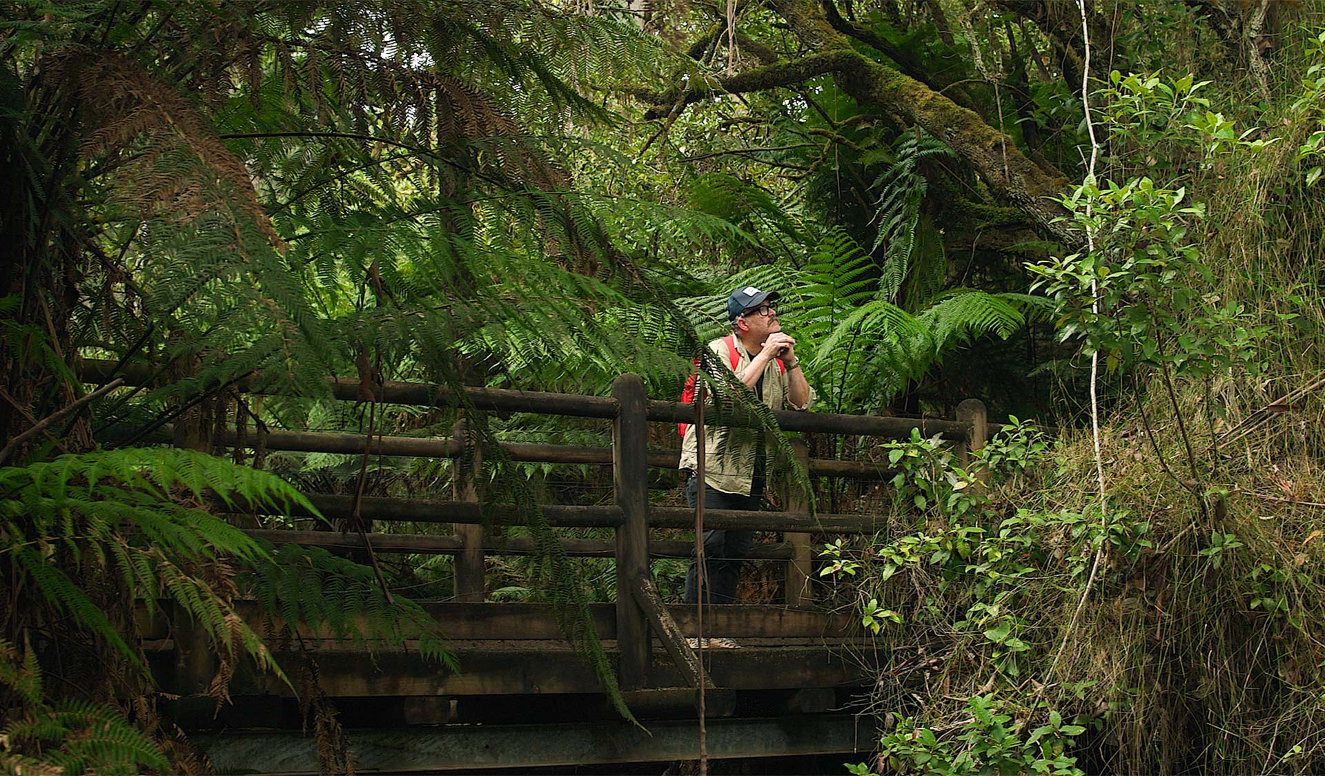 Man wearing baseball cap and backpack looking into the ferns from a wooden bridge.