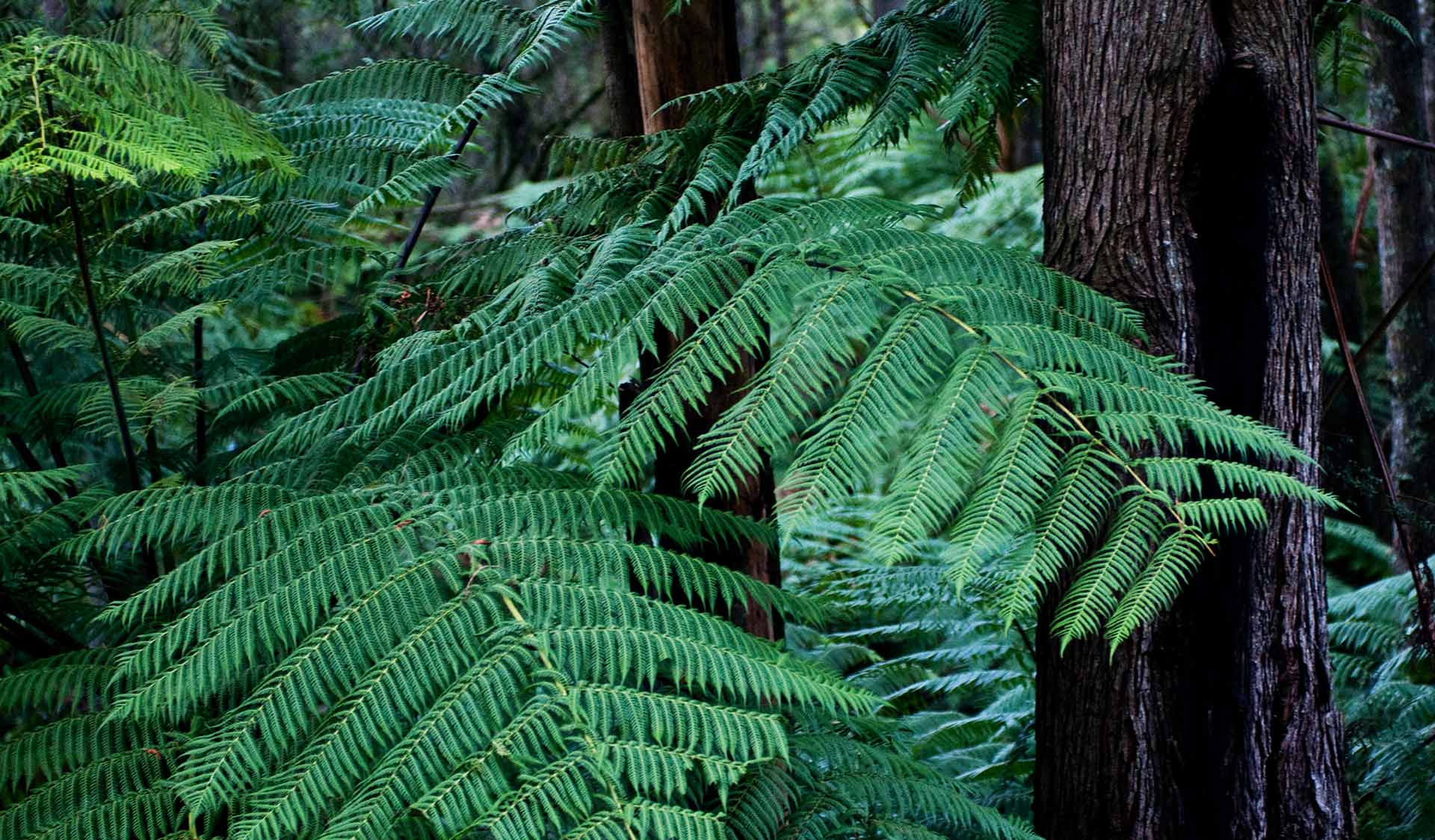Ferns in the Yarra Ranges National Park. 