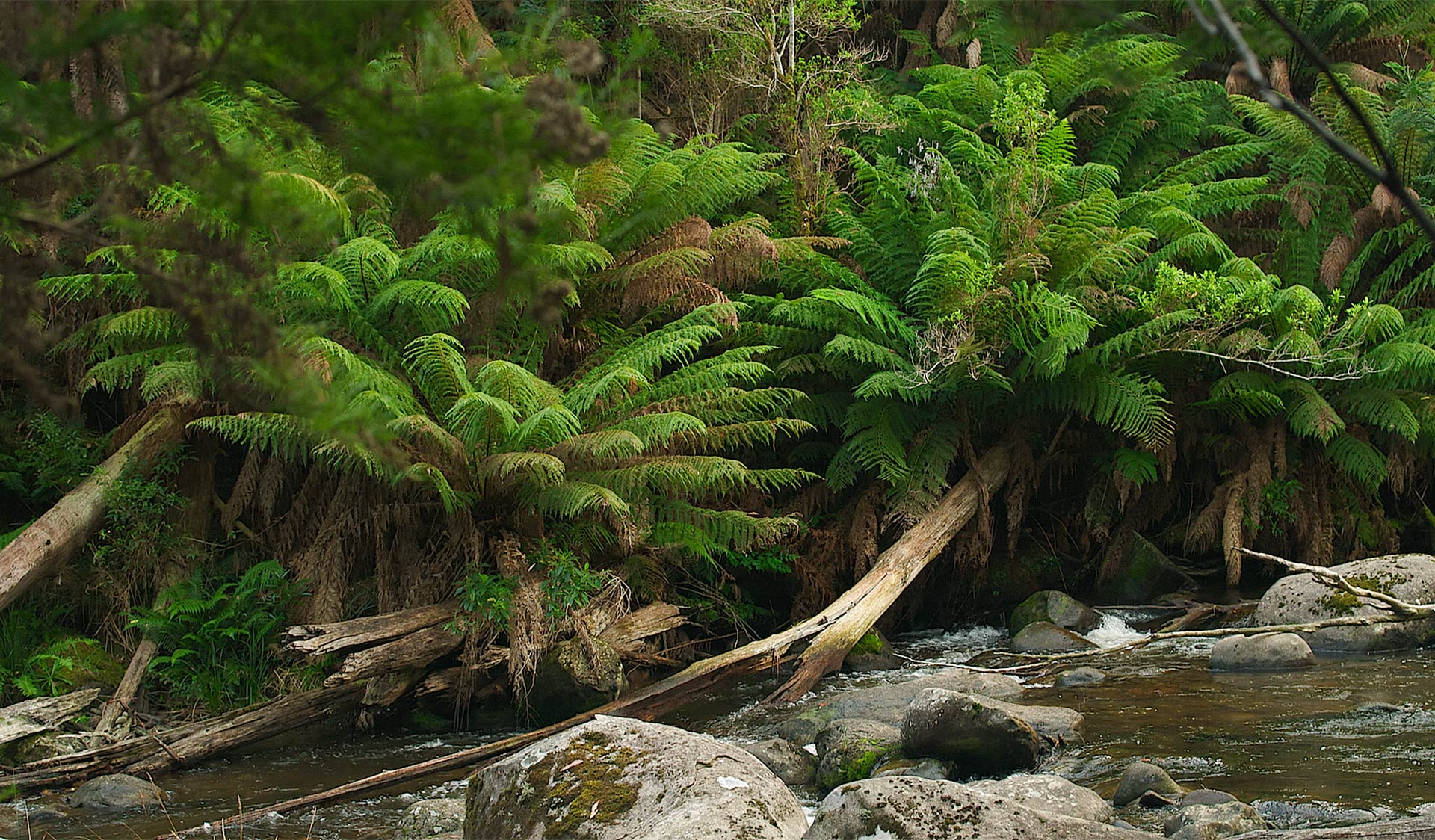 Ferns in the background and a body of water with rocks in the foreground.