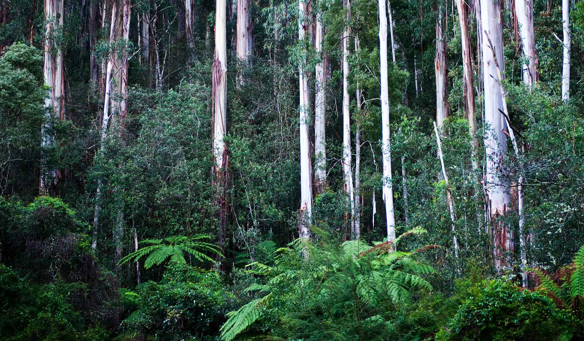 Mountain Ash and ferns create a spectacular backdrop for a picnic in the Yarra Ranges National Park.