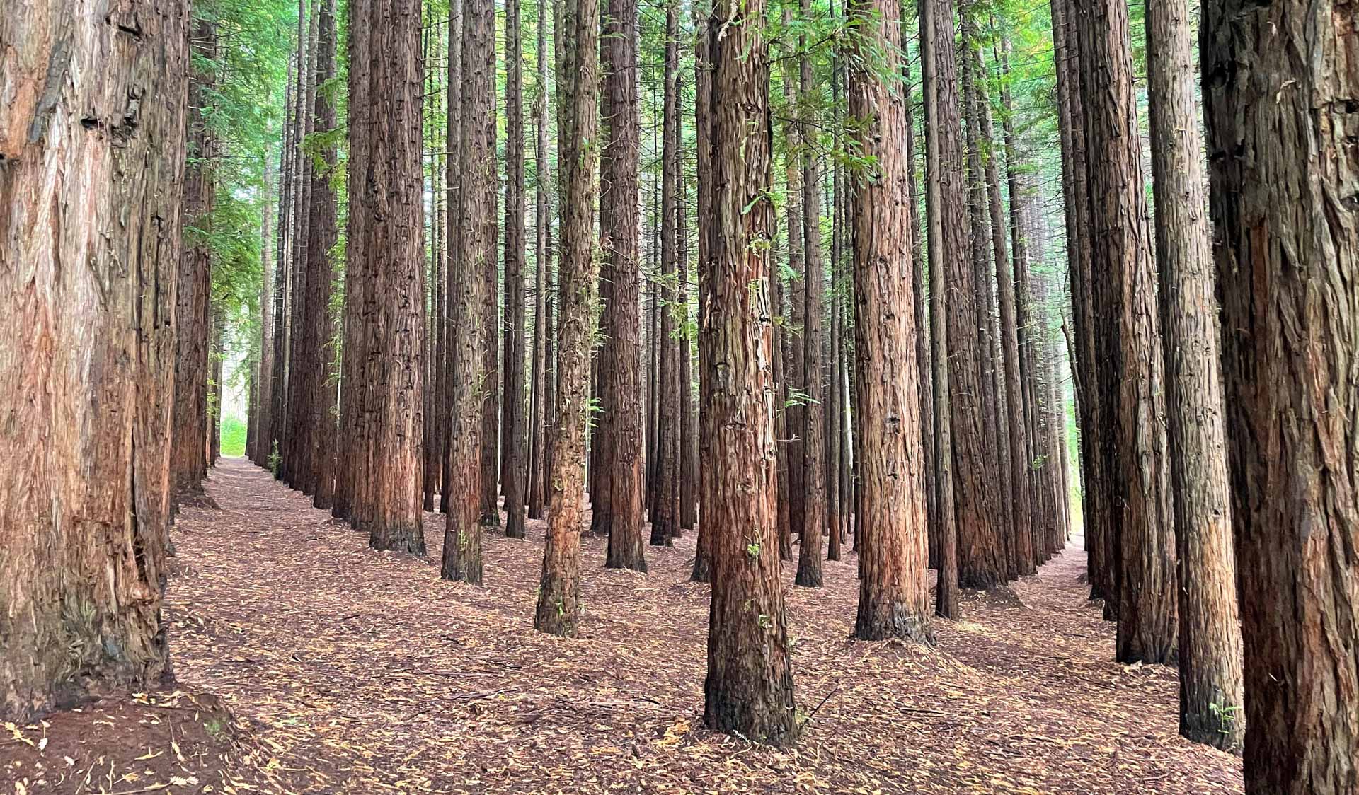 Redwood Forest