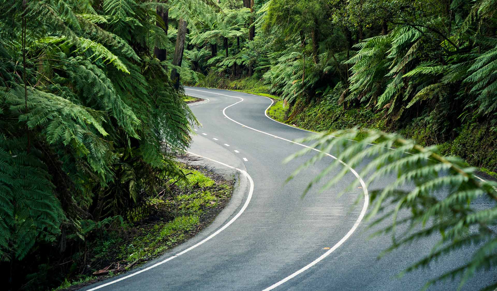 A road winds through a lush temporate rain forest.