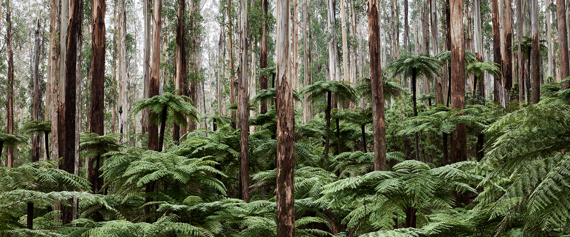 A temperate rainforest with lush tree ferns and tall Mountain Ash 
