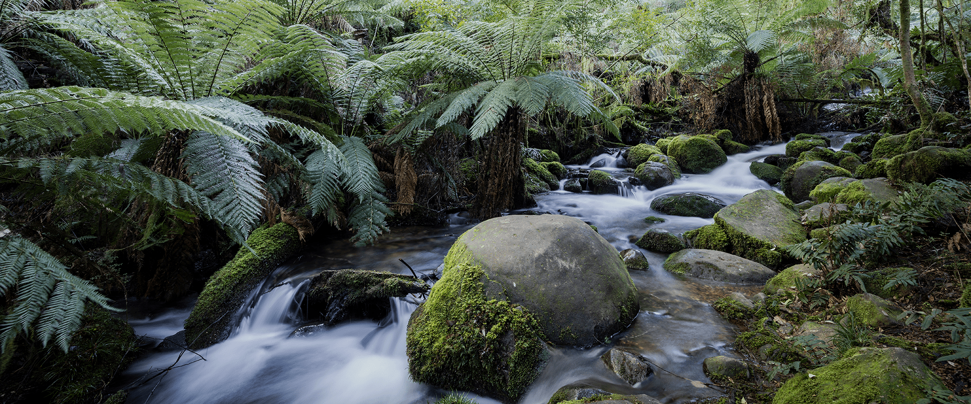 A mountain creek flows over moss covered rocks and boulders in a temperate rainforest, the creek is lined by tall tree ferns.