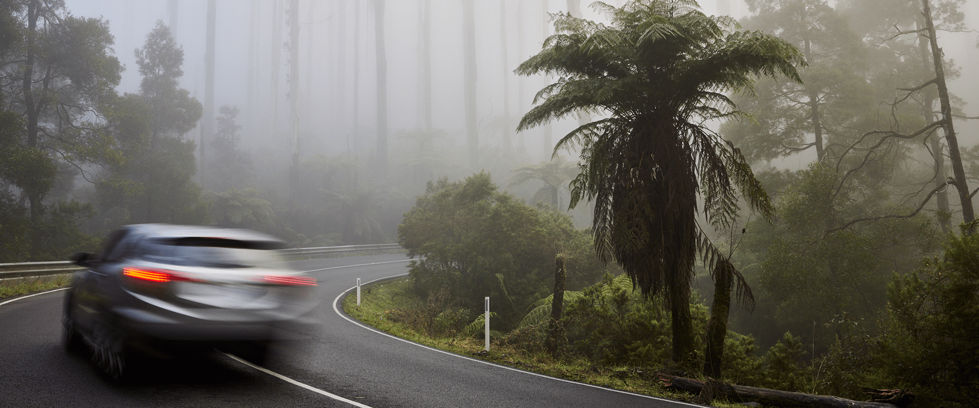 A car drives through the Black Spur that is covered in morning mist, the forest is tall Mountain Ash and tree ferns.