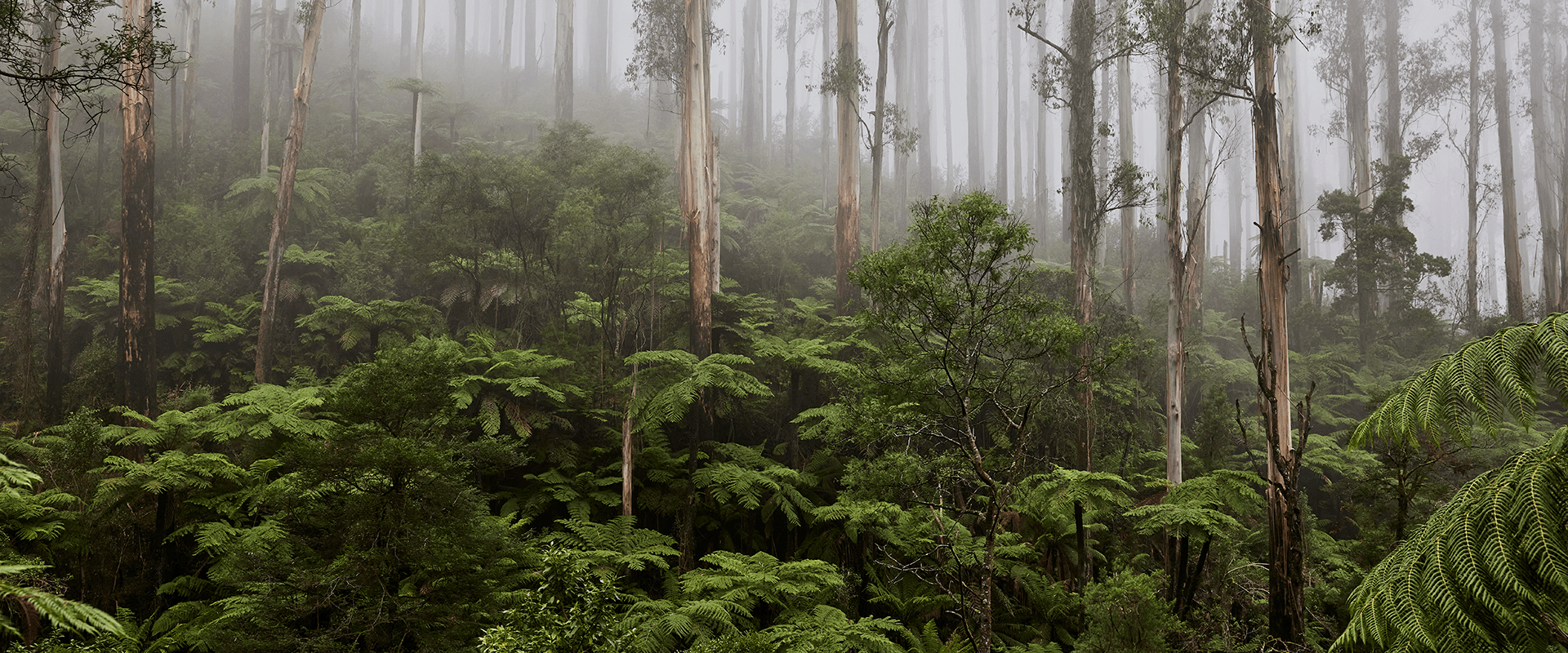 A sloping hill covered in old tree ferns and towering Mountain Ash