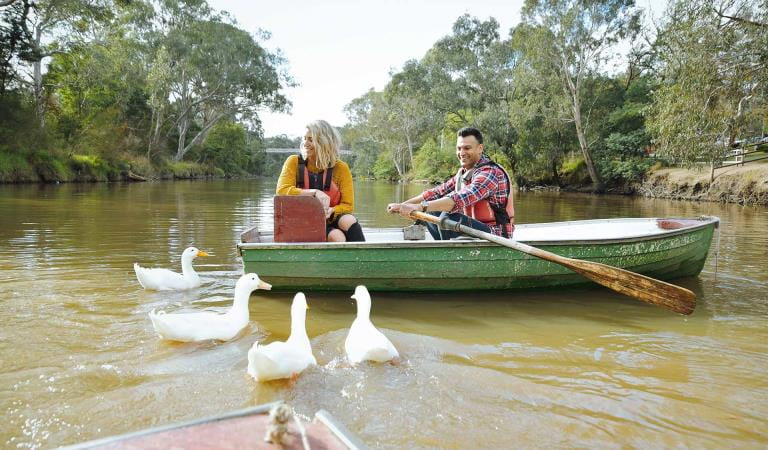 A couple row a boat on the yarra with four inquisitive geese near Studley Park Boat House.