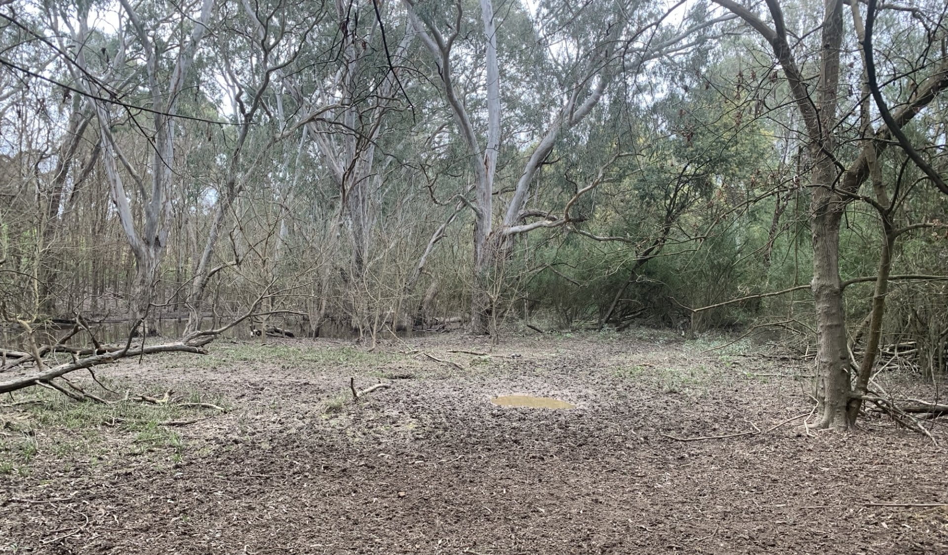 Deer damage to tree at Bolin Bolin Billabong