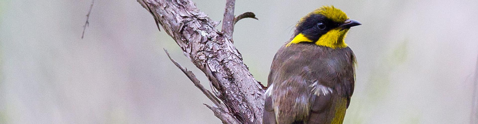 A helmeted honeyeater perched on a tree branch. It has yellow, black and grey feathers. 