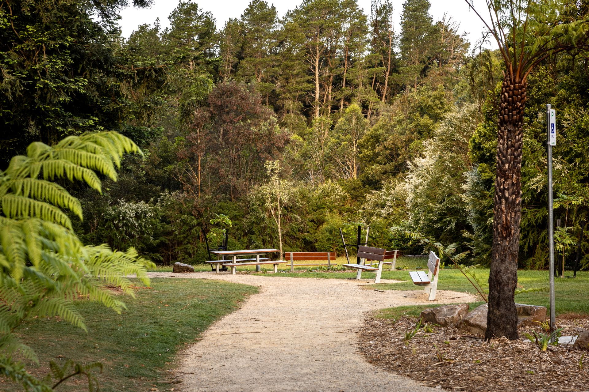A footpath winding through a grassy clearing on the edge of the Redwood Forest. There is a picnic table and seats along the footpath. 