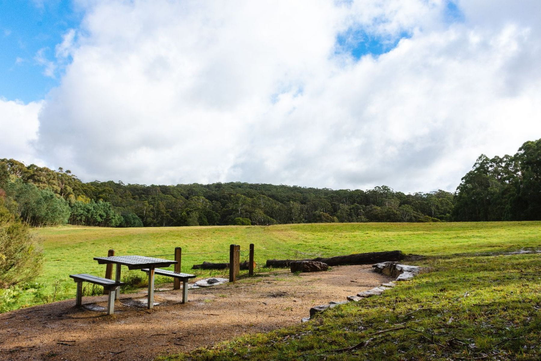 A spacious and grassy picnic area surrounded by forest. 