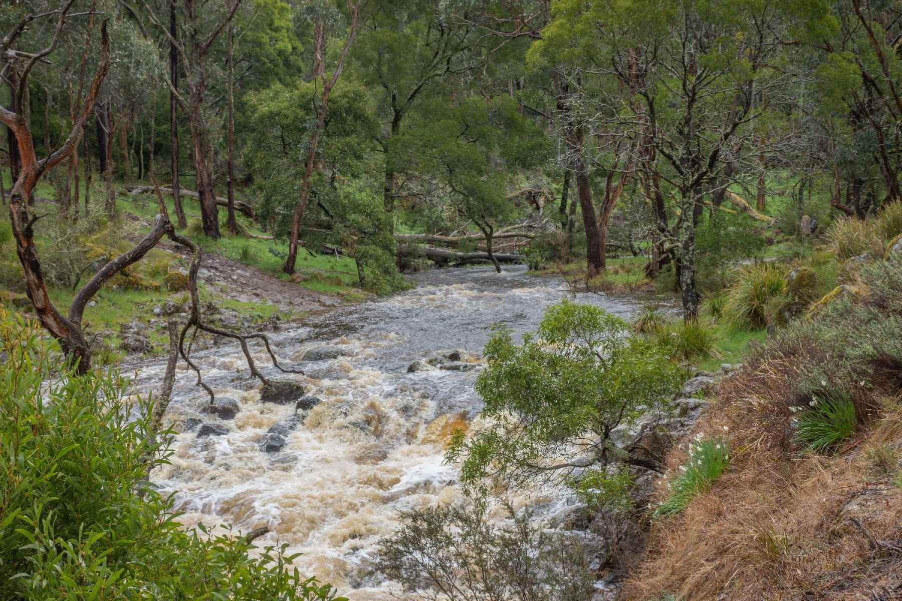 Water streaming through a river, surrounded by trees and grass. 