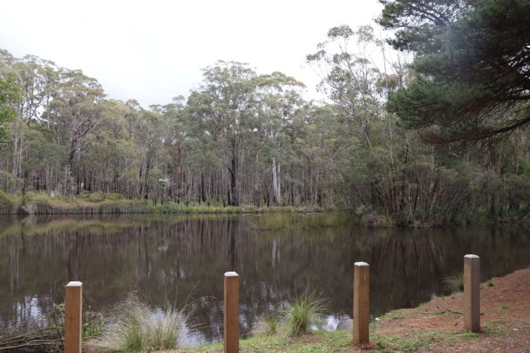 A dam surrounded by bollards and long grass and trees. 