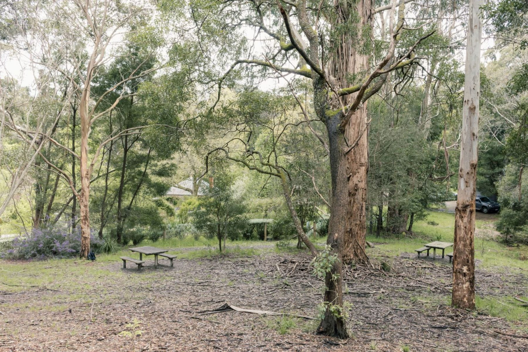 A picnic area surrounded by trees with adjoining walking tracks.