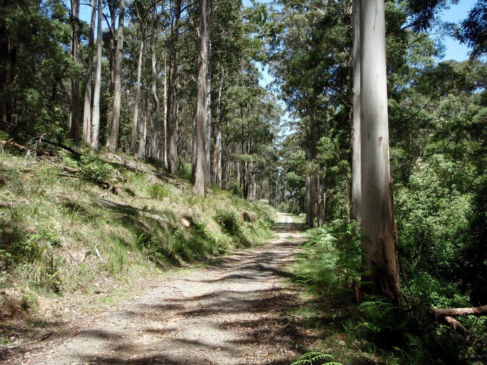 A gravel path through a forest.