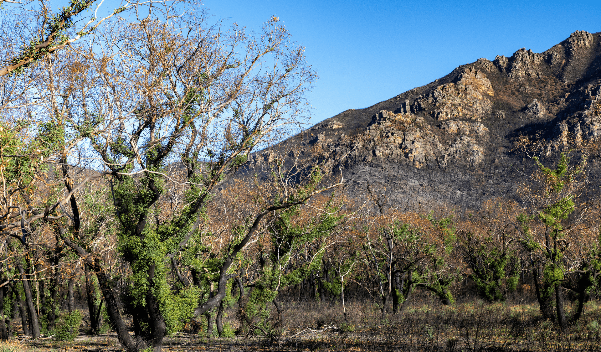 Bushfire regeneration in Gariwerd