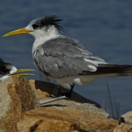 Great Crested Tern