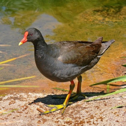 Dusky Moorhen