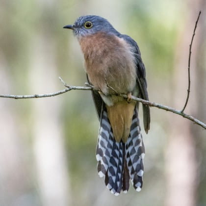 Fan-Tailed Cuckoo