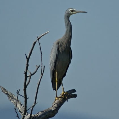 White-Faced Heron