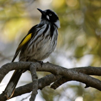 New Holland Honeyeater