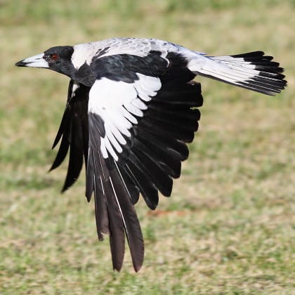 Australian Magpie