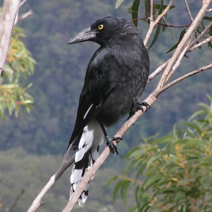 Pied Currawong