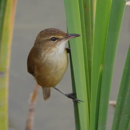 Australian Reed Warbler