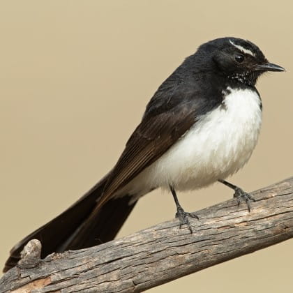 Willie Wagtail