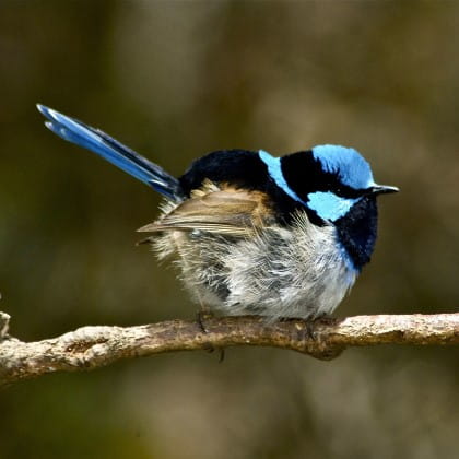 Superb Fairywren